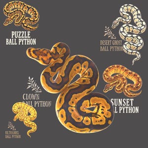 Ultramel Puzzle Sunset Desert Ghost Clown Ball Python Art – Premium Morph Snake Illustration Shirt