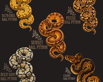 Ball Python Morph Shirt, Ultramel Puzzle Sunset Desert Ghost Clown Ball Python Tee, Snake Keeper Gift, Reptile Lover Shirt