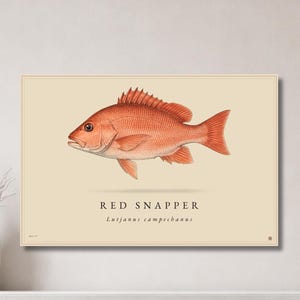May include: A framed print featuring a detailed illustration of a red snapper fish. The fish is depicted in shades of red and orange against a cream-colored background. The text "RED SNAPPER" and "Lutjanus campechanus" are printed below the fish.