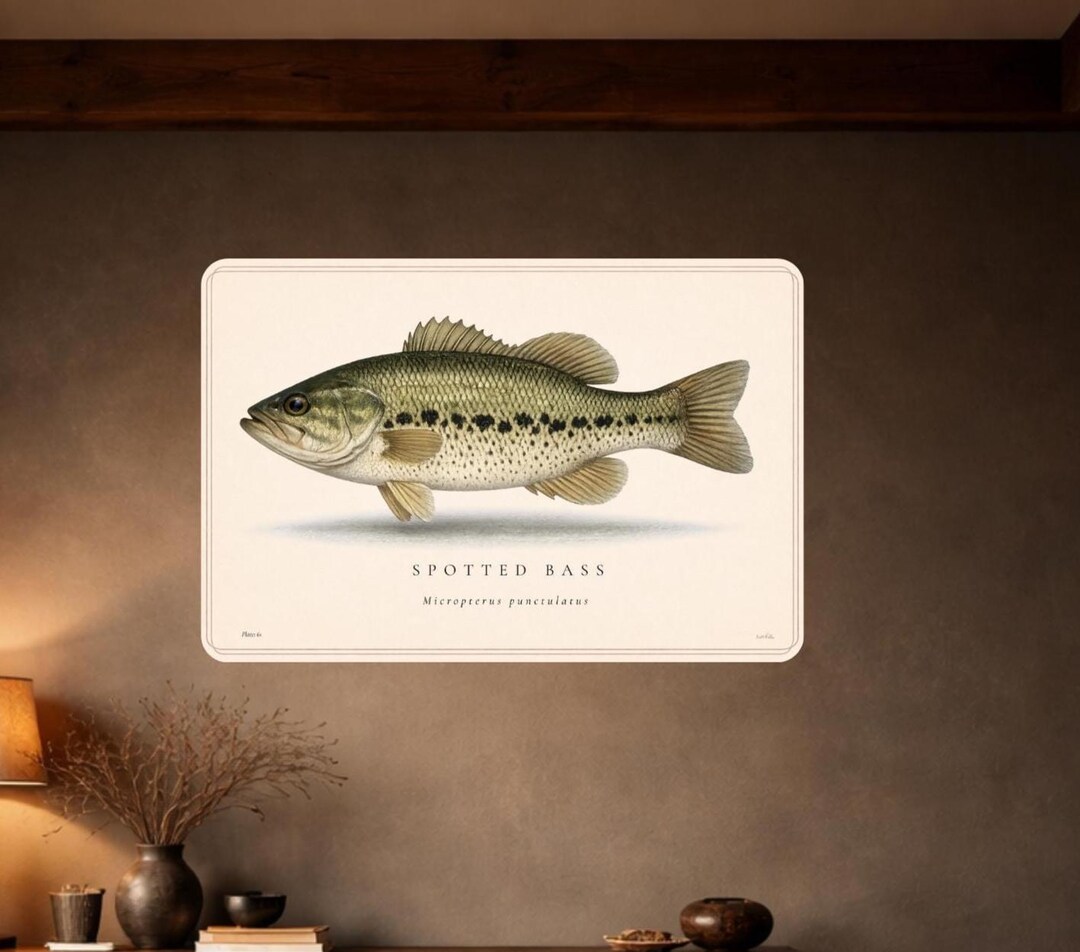 Spotted Bass Matte Poster | Scientific Fish Illustration, Vintage ...