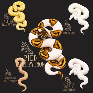 Pied Albino Snow BEL Lavender Albino Ball Python Art – High‑White Morph Snake Illustration Shirt