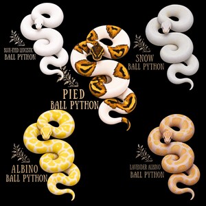 Ball Python Morph Shirt, Pied, Albino, Snow, BEL, Lavender, Albino Ball Python Tee, Snake Keeper Gift, Reptile Lover Shirt