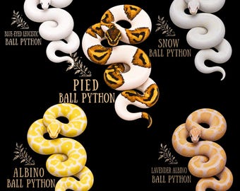 Ball Python Morph Shirt, Pied, Albino, Snow, BEL, Lavender, Albino Ball Python Tee, Snake Keeper Gift, Reptile Lover Shirt