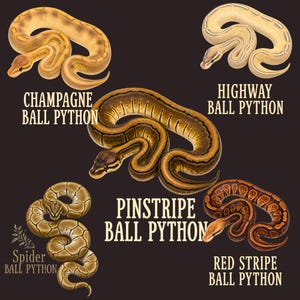 Ball Python Morph Shirt, Champagne Highway Pinstripe Red Stripe Spider Ball Python Tee, Snake Keeper Gift, Reptile Lover Shirt