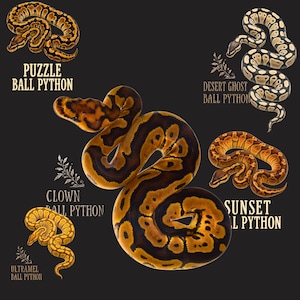 May include: A collection of five ball python illustrations labeled Puzzle Ball Python, Desert Ghost Ball Python, Clown Ball Python, Sunset Ball Python, and Ultramel Ball Python. Each snake displays distinct orange, brown, and cream patterns.