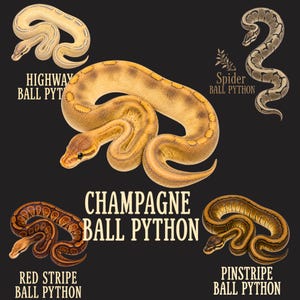 Red Stripe, Highway, Pinstripe, Spider, Champagne Ball Python Art – Pattern Morph Snake Illustration Shirt
