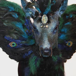 Puede incluir: Una cabeza de ciervo disecada con elaboradas alas de plumas en tonos negro, verde azulado y azul pavo real. La cara del ciervo es de un azul-gris oscuro, con un insecto enjoyado en la frente. Las alas presentan patrones de ojos de pavo real.