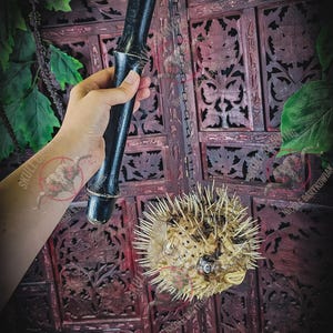 Blowfish Bonker | Piggsvinsfisk slaga riktig taxidermi Mr. Puff blåfisk stor rolig