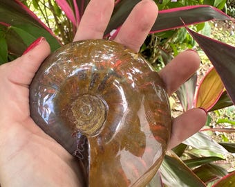 Gran paquete de fósiles de amonites pulidos: 3 piezas, 18 cm, amolita iridiscente, decoración prehistórica natural