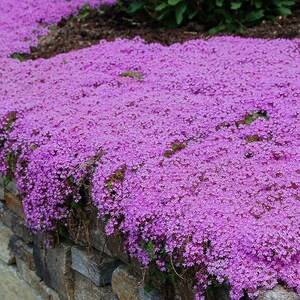 May include: A dense carpet of small, vibrant purple flowers covering the top and cascading over the edge of a rustic stone wall. The tiny blossoms are packed closely together, creating a solid, textured blanket of color across the surface.
