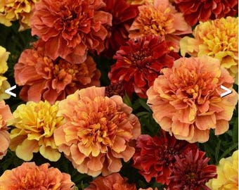 Strawberry Blonde Marigold 2026 live plants set of 6