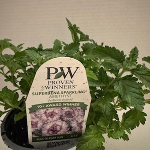 Proven Winners Superbena Sparkling Amethyst Verbena 4 inch pot