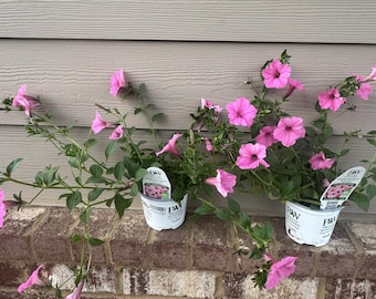 Proven Winners Supertunia Vista Bubblegum II set of 2- 4" cup