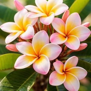 Puede incluir: Primer plano de un grupo de flores de frangipani. Las flores tienen pétalos blancos con bordes rosas y un centro amarillo. Hojas verdes rodean las flores, con un fondo suave y borroso.