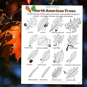 Baum Identifikation Printable - Nature Walk Homeschool Family Activity