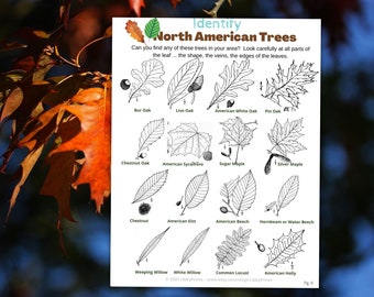 May include: A black and white illustrated guide to identifying North American trees. The guide features drawings of leaves from various trees, including oak, maple, willow, and beech. The text includes the common names of each tree.
