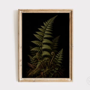 Może przedstawiać: Oprawiony wydruk botaniczny przedstawiający szczegółową ilustrację zielonych liści paproci i zwiniętych pędów wyrastających z ciemnego, mszystego podłoża na czarnym tle, umieszczony w ramie z jasnego drewna.