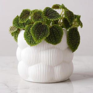 3D Printed Bubble Planter | Hidden Water Tray | Modern Succulent Pot