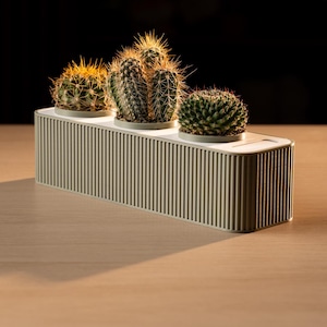 May include: A rectangular, light green planter with vertical grooves holds three cacti. The cacti vary in size and shape, with green and yellow spines. The planter sits on a light brown surface against a dark background.