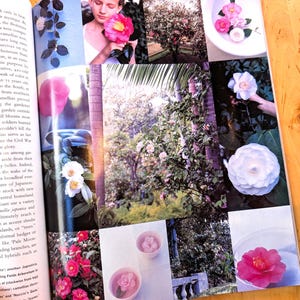 May include: A magazine spread featuring various images of camellias. The photos showcase camellias in different colors, including pink, white, and red, with some in a bowl of water. The images also show camellia bushes and a person holding a flower.