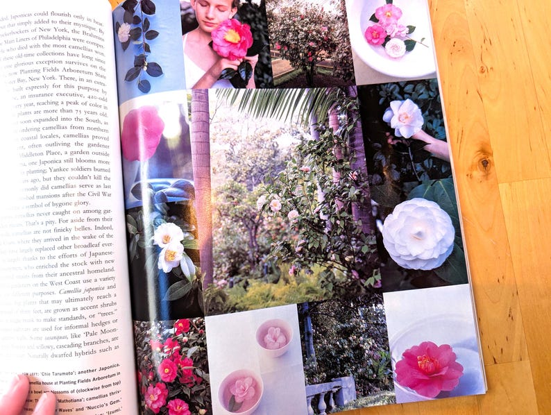 May include: A magazine spread featuring various images of camellias. The photos showcase camellias in different colors, including pink, white, and red, with some in a bowl of water. The images also show camellia bushes and a person holding a flower.