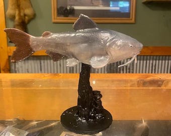 Blue Catfish