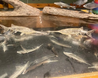 Paddlefish