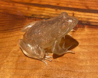 frog sitting taxidermy