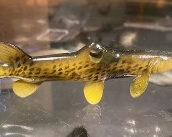 gar necklace pendant