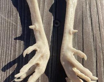 pheasant dead hanging feet taxidermy