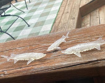 sturgeon fish