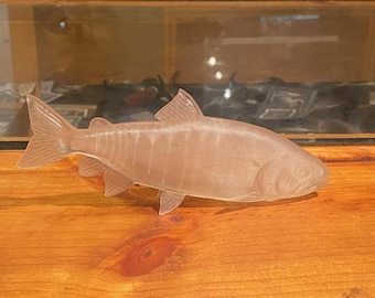 rainbow trout