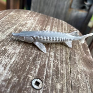 sturgeon fish