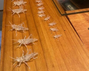 grasshoppers