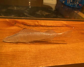 walleye bait fish  painted