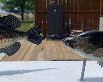 crappie
