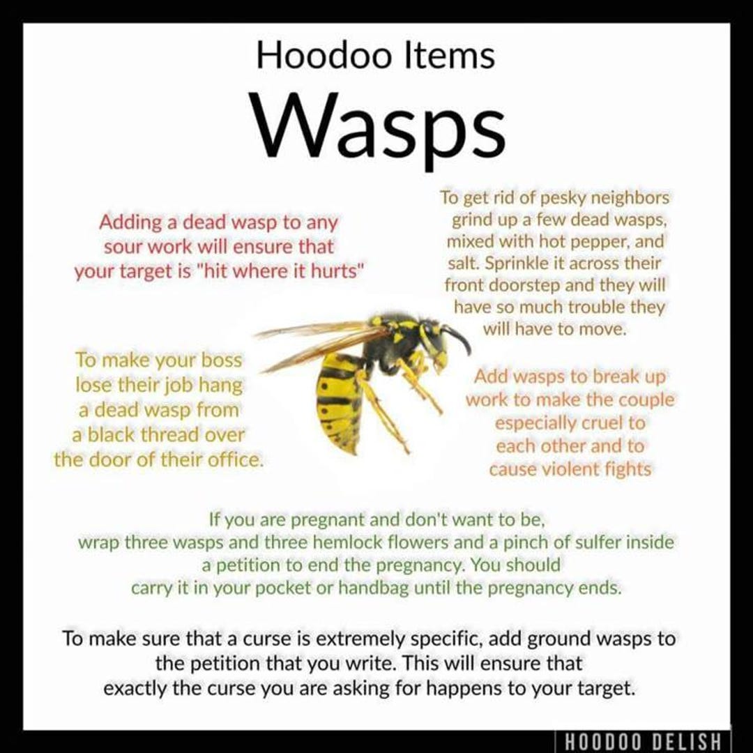 Dried Wasps - Etsy Australia