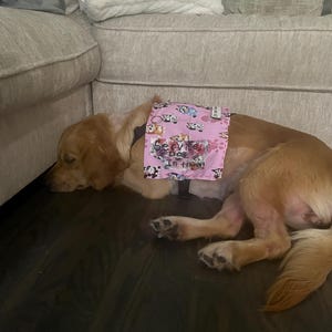 Puede incluir: Un perro golden retriever con un chaleco rosa de perro de servicio que dice "Service Dog In Training". El chaleco tiene un patrón de perros de dibujos animados. El perro está acostado en un piso de madera oscura.