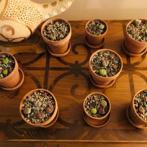 May include: A collection of small terracotta pots, each containing a succulent plant. The pots are filled with a mix of small pebbles and soil. The plants have green and reddish-brown leaves. The pots are arranged on a wooden surface.