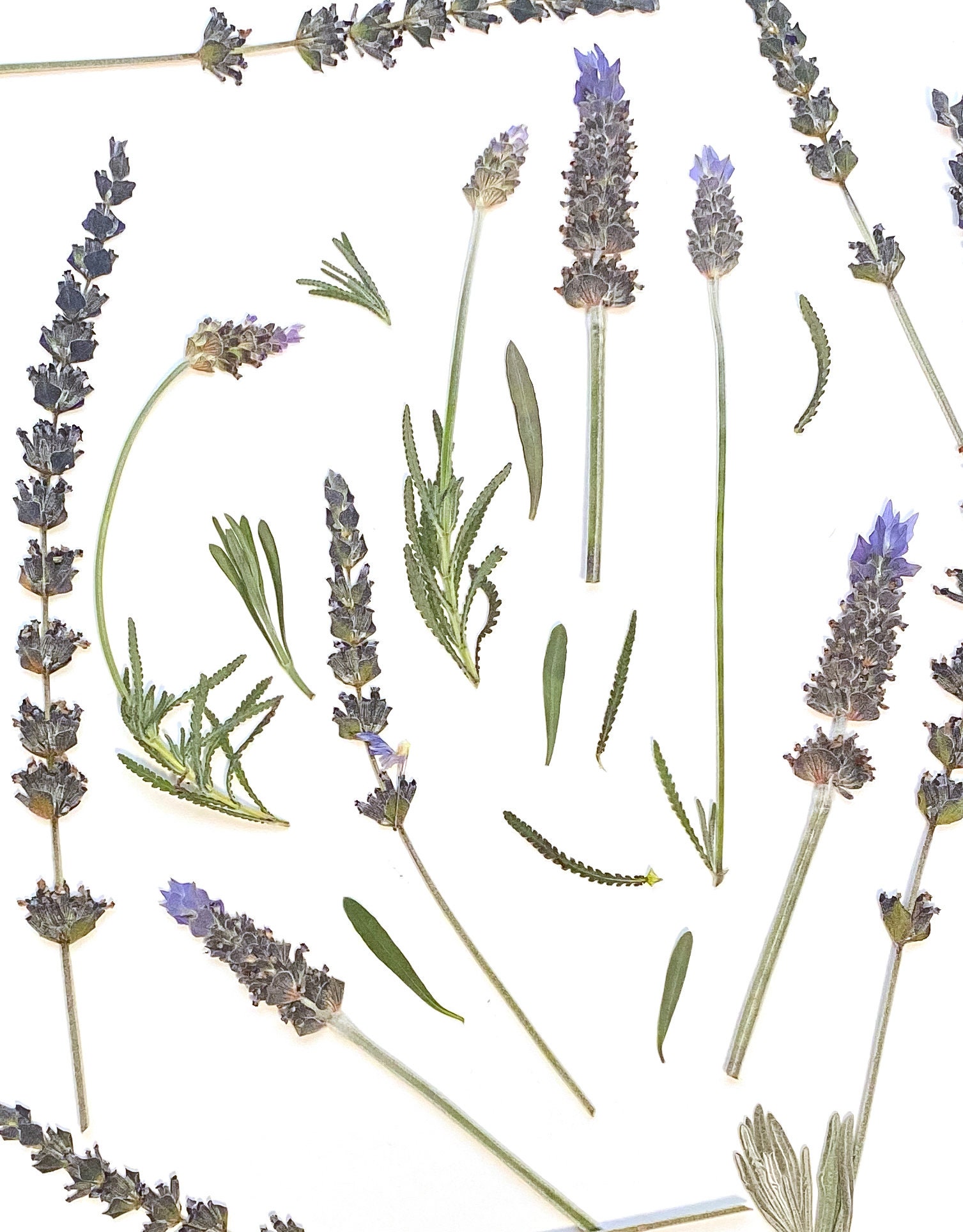 Pressed Flowers Mixed Lavender Pressed Natural Flowers Dried Etsy