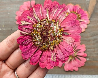 Dried pressed flowers Dried natural flowers pink Dried flower for wedding Flower for crafting Flower for resin Zinnia flower Pressed zinnia