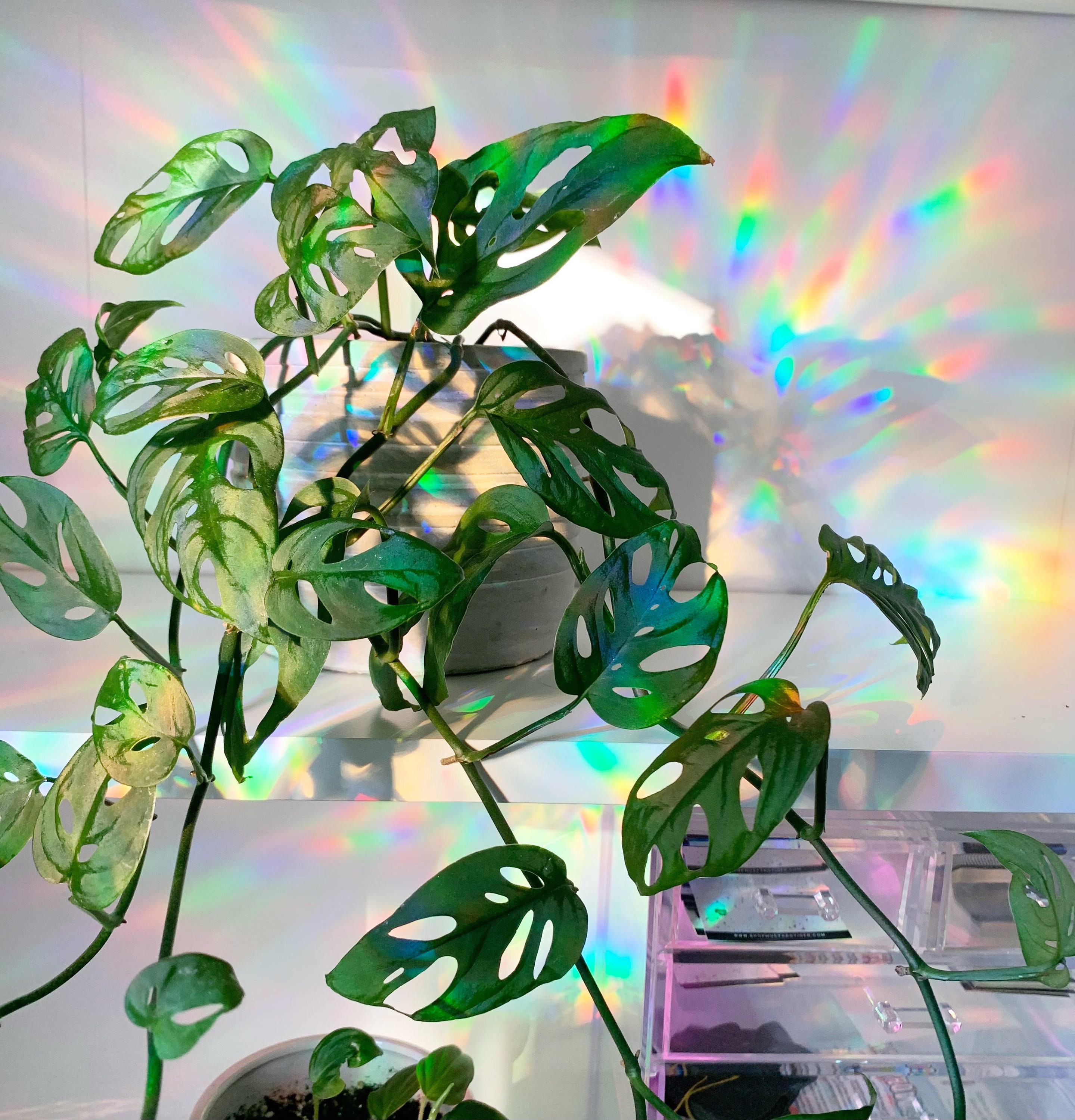 Monstera Rainbow Sun catcher Window Decal – Nightshade Botanicals