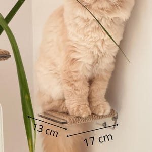 Pode incluir: Um gato persa fofo e laranja claro está sentado em uma prateleira de gato montada na parede. A prateleira tem 13 cm de largura e 17 cm de comprimento, com uma superfície enrolada em corda. O gato está posicionado contra uma parede de cor neutra, com uma planta verde visível.