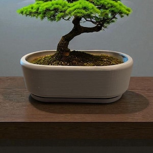 May include: A bonsai tree with bright green leaves and a curved trunk in a white, rectangular pot. The pot is on a dark brown wooden surface, with a neutral grey background.