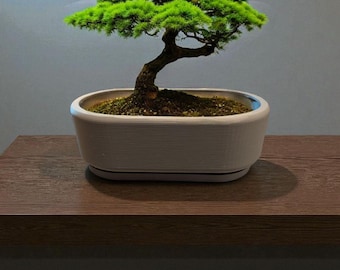 Minimalist Bonsai Tree Pot & Tray | 100mm, 150mm, 200mm, 250mm, 295mm | Modern Planter for Indoor Bonsai | Eco PLA