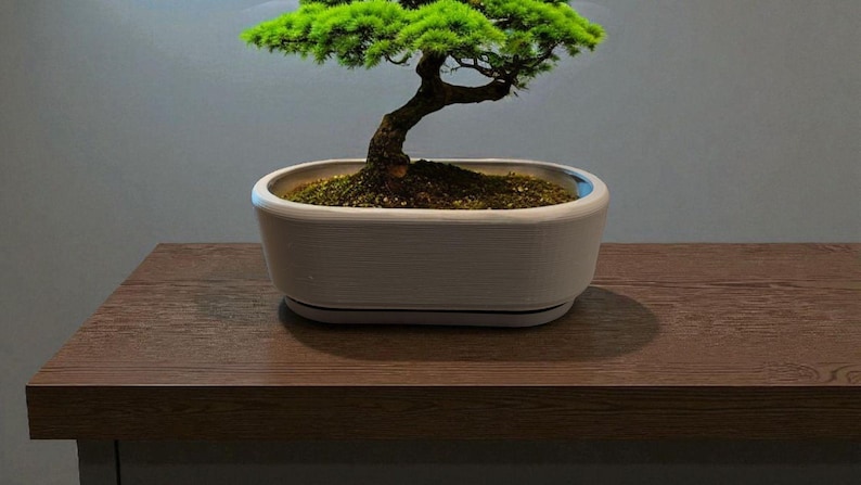 Puede incluir: Un bons&aacute;i con follaje verde vibrante y un tronco curvado plantado en una maceta rectangular blanca. La maceta est&aacute; sobre una superficie de madera marr&oacute;n oscuro, con un fondo gris neutro.