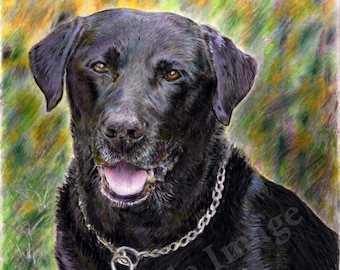 Portrait Black Labrador Retriever Dog LARGE A4 A3 or A2 Limited Edition Art Print of original color pencil drawing from RussellArt