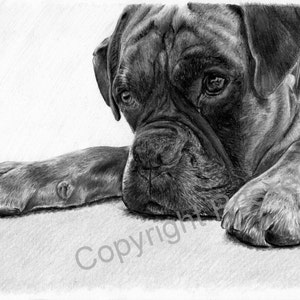 Time Out B&W Boxer Dog LARGE A4 A3 or A2 Limited Edition Art Print of original pencil drawing by Steve Russell of RussellArt image 1