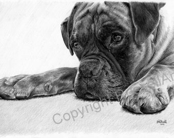 Time Out B&W - Boxer Dog LARGE A4 A3 or A2 Limited Edition Art Print of original pencil drawing by Steve Russell of RussellArt