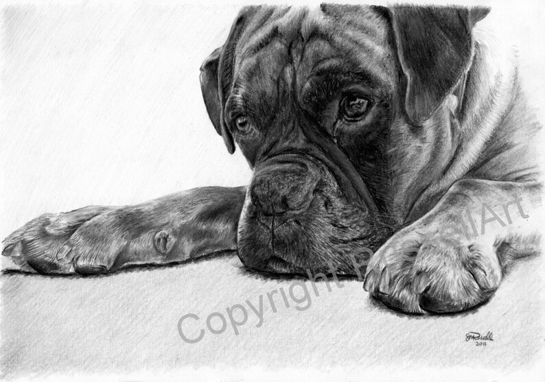 Time Out B&W Boxer Dog LARGE A4 A3 or A2 Limited Edition Art Print of original pencil drawing by Steve Russell of RussellArt image 1